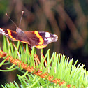 Red Admiral