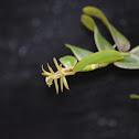Orquídea