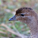 Australian Wood Duck