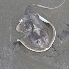 Southern Stingray