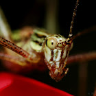 Katydid