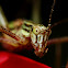 Katydid