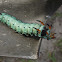 Hickory Horned Devil