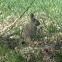 Mountain Cottontail