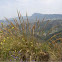 Esparto