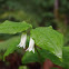 Disporum smithii