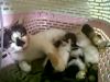 Regalo Gata Y Gaticos Por Mudanza 