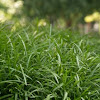 The Grass is Always Greener