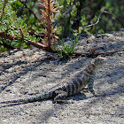 (Female) Granite Spiny Lizard