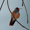 Amazilia Hummingbird