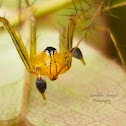 Lynx Spider (Male)