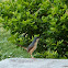 Ashy Prinia or Ashy Wren-Warbler