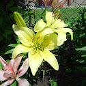 lily