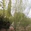 Parkinsonia aculeata (Palo verde, Parkinsonia)