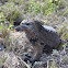 marine iguana