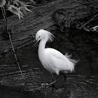 Snowy Egret