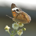 Common Buckeye