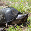Razorback Musk Turtle