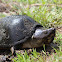 Razorback Musk Turtle