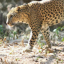 Leopard