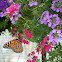 Monarch Butterfly