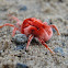 ગોકળ ગાય Giant Red Velvet Mite