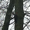 Woodpecker