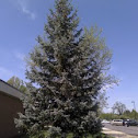 Evergreen Tree