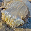 Cannonball Jellyfish