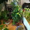 My father's little chili farm
