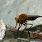 Robber fly