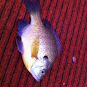 Bluegill