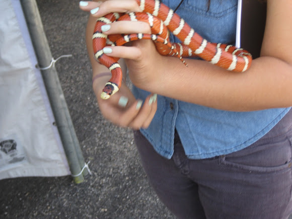 Spotting Image 1