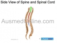 Side view of Spine and Spinal Cord