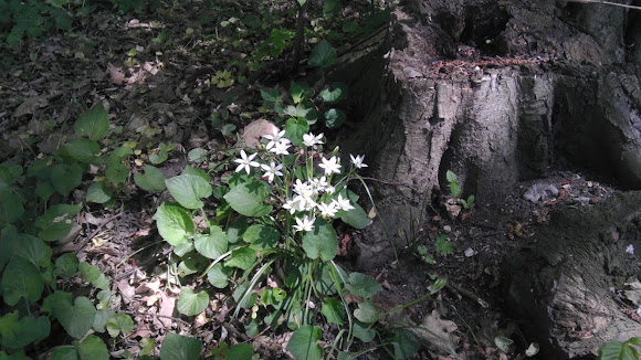 Spotting Image 1