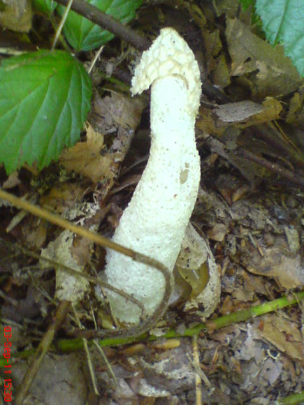 Spotting Image 1