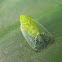 Plant hopper