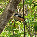 Long-tailed Shrike
