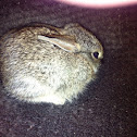 Conejo