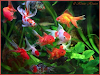 20 Peces Japoneses De Hasta 7Cm Variedad 