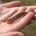 Galium Sphinx Caterpillar