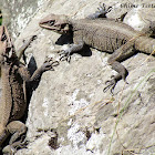 Kashmir Rock Agama