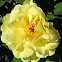 Peony