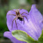 Nursery Web Spider