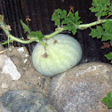 Citron Melon