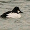 Common Goldeneye