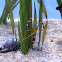 Banded Coral Shrimp