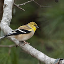 American Goldfinch