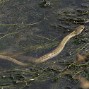 Wandering Garter Snake