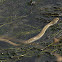Wandering Garter Snake